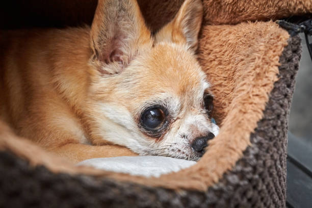 istock Elderly chihuahua dog lying in a soft den 1305734514