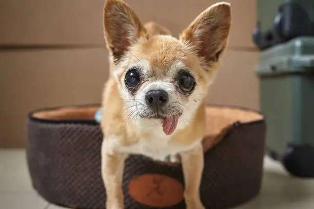 An 18-year-old Chihuahua puts his head in the hands of his master. He is old and weak. His daily job is to sleep in a small soft house. During the day, the owner will remove the roof and let him bask in the sun. Cover the roof at night to make him feel safe.
