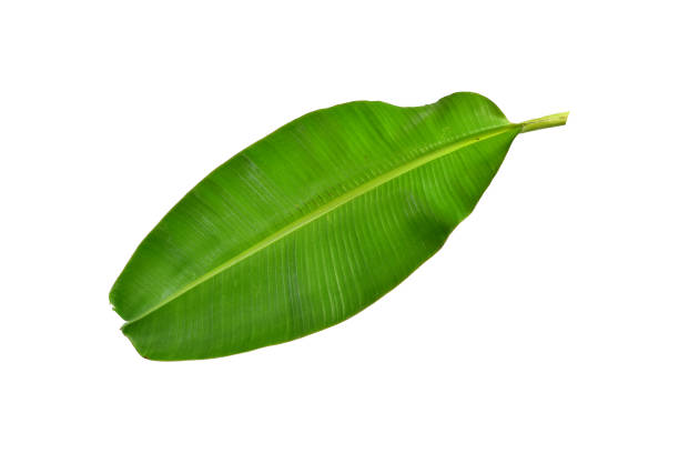 istock Banana leaves 1305734534