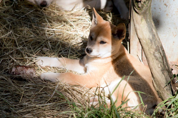 istock this is a golden dingo puppy 1305736253