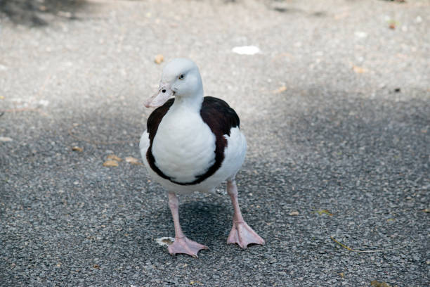 istock the radjah shelduck is walking on the path 1305737138