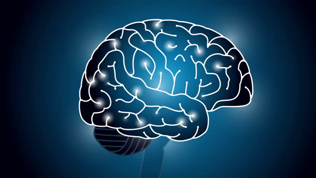 Free Human Brain Videos Download