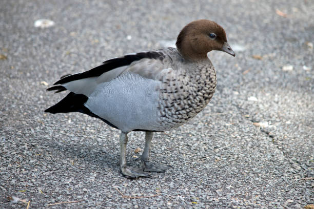 istock the Australian wood duck is walking on a path 1305737978
