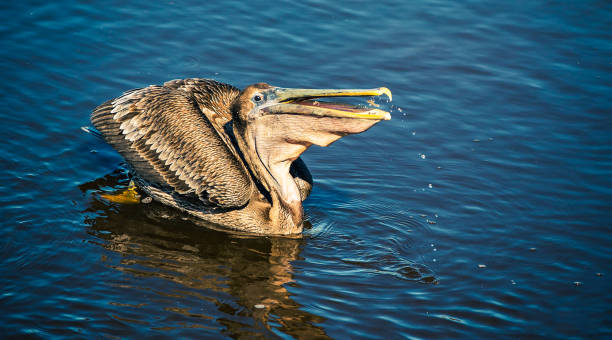 istock Pelicans on the Water 1305738653