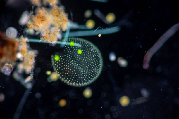 istock Volvox in drop of water under the microscope for classroom education. 1305739418