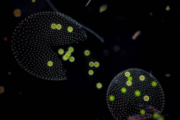 volvox dans la goutte d’eau sous le microscope pour l’éducation en classe. - cell bacterium animal cell volvox photos et images de collection