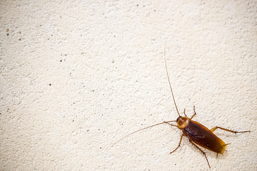 A cockroach on a white wall