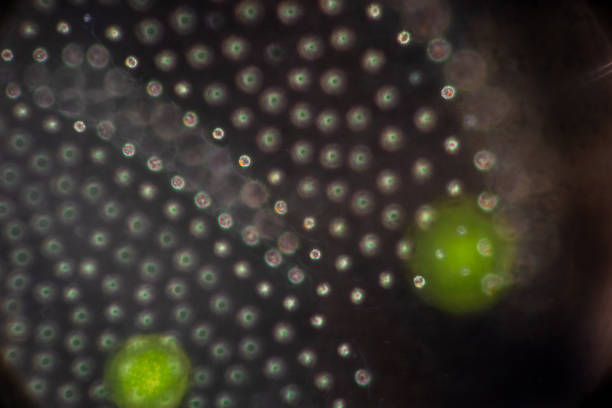 volvox в капле воды под микроскопом для классного образования. - cell bacterium animal cell volvox стоковые фото и изображения
