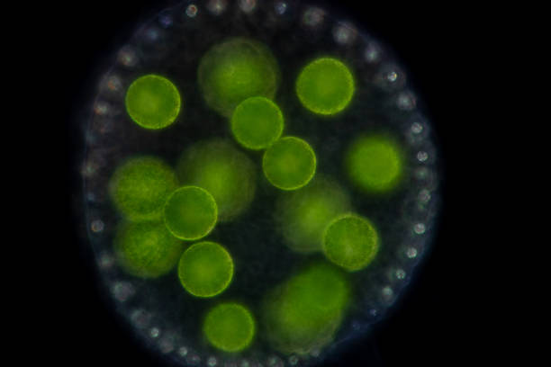 volvox im wassertropfen unter dem mikroskop für den unterricht im klassenzimmer. - cell bacterium animal cell volvox stock-fotos und bilder