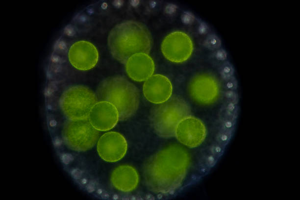 istock Volvox in drop of water under the microscope for classroom education. 1305739499