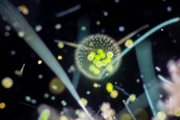 volvox dans la goutte d’eau sous le microscope pour l’éducation en classe. - cell bacterium animal cell volvox photos et images de collection