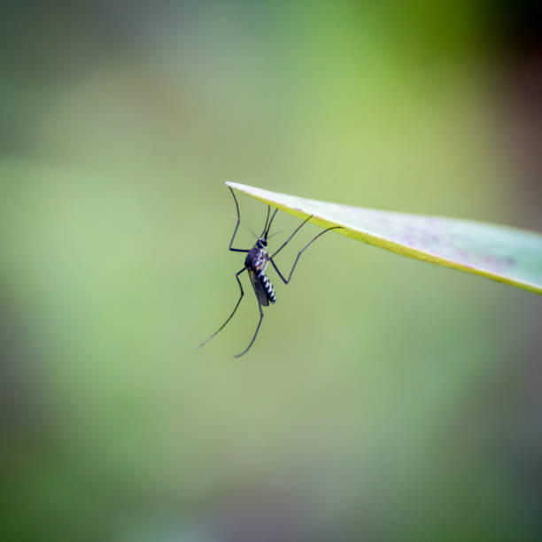 istock Yellow fever mosquito 1305739685