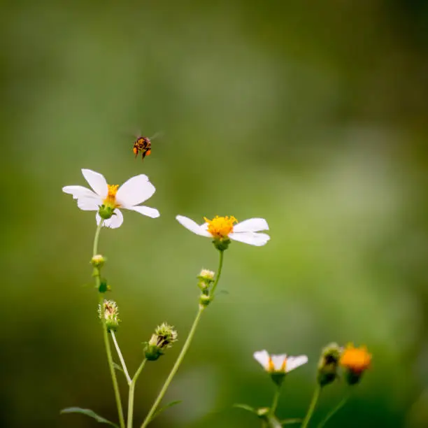 A bee flies towards the flower