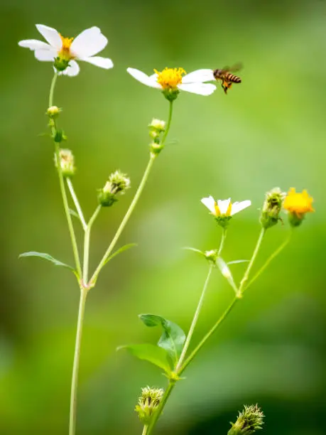 A bee flies towards the flower