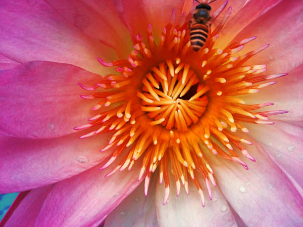 Free Stock Photo of Pink Water Lily With Bee | Download Free Images and ...
