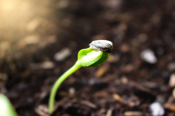 Close up small Sunflower seedling on black soil and orange sunlight