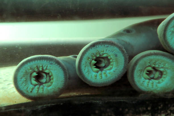 Pacific Lampreys (Entosphenus tridentatus) at a fish ladder window