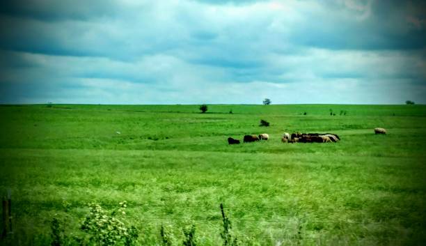 vacas pastando en un pasto verde - cedar falls iowa fotografías e imágenes de stock