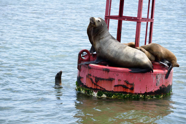 istock Sea Life on a Buoy 1305743024