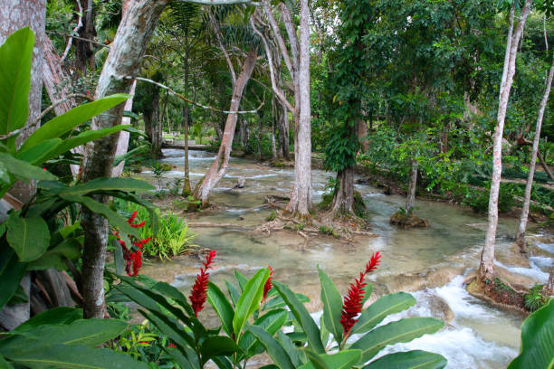 Ocho Rios, Jamaica Ocho RÃos is a town on the northern coast of Jamaica, located in the parish of Saint Ann. It is a popular tourist destination, well known for scuba diving and other water sports dunns river falls stock pictures, royalty-free photos & images