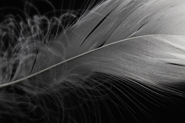 istock Macro Photo of White Feather on Black or Dark. Fearher Texture Line Background. 1305744310