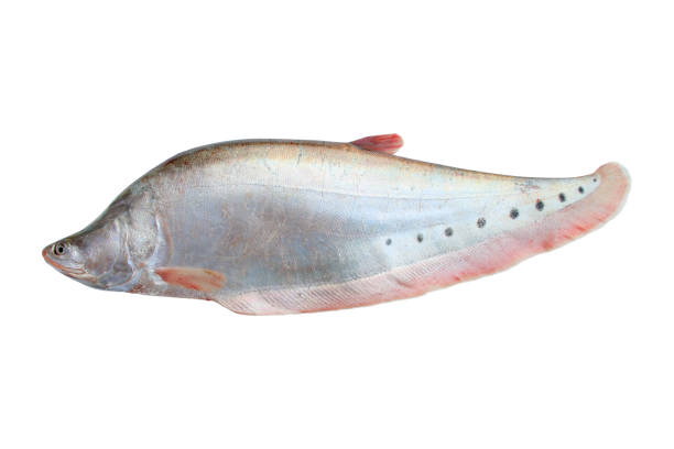 Spotted knifefish or chitala ornata isolated on white Spotted knifefish or chitala ornata isolated on white background with clipping path chitala stock pictures, royalty-free photos & images