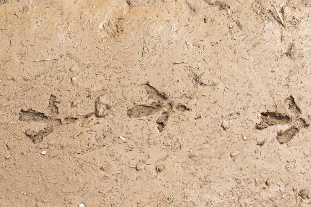 capercaillie footprints in mud capercaillie footprints in mud (Tetrao urogallus) grouse stock pictures, royalty-free photos & images