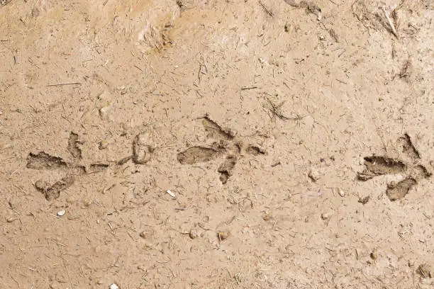 capercaillie footprints in mud (Tetrao urogallus)