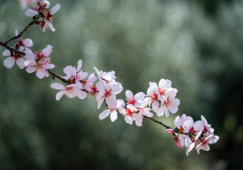 Japanese pink cherry blossom, flower petals, pure white background, spring photography