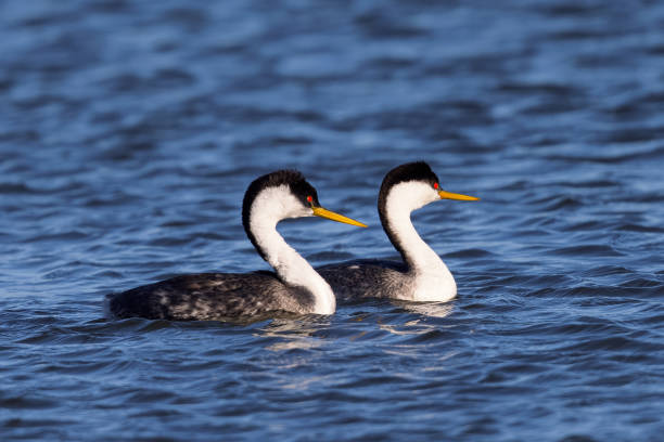 istock A couple of Western grebe during courtship 1305749864