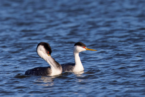 istock A couple of Western grebe during courtship 1305749883