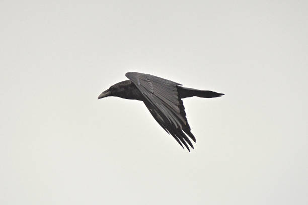 Common Raven (Corvus corax) stock photo