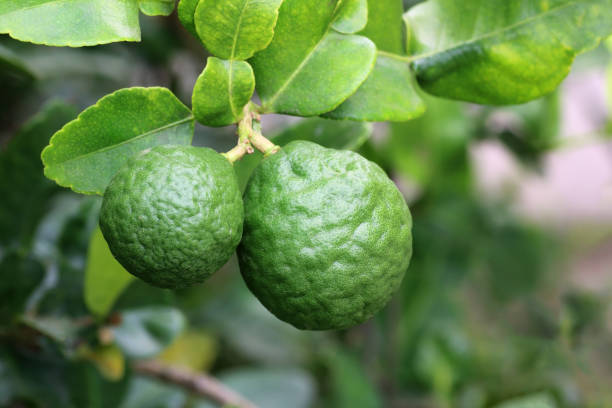 istock Fresh bergamot and leaves on tree in garden 1305753005
