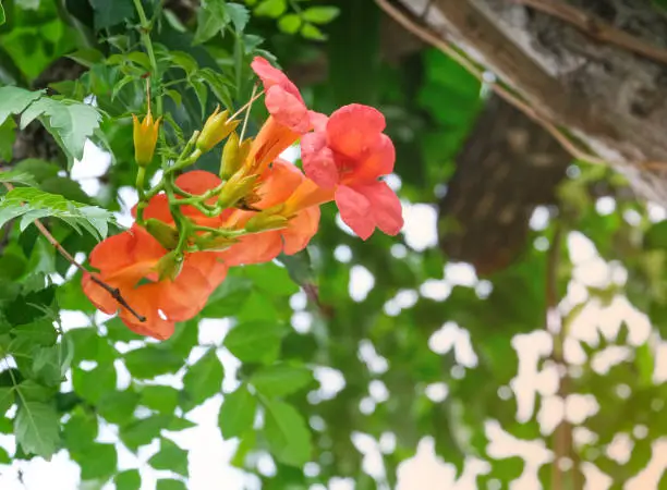 fresh orange flower trumpet-creeper ivy green leaves background. flora blossom and buds in natural garden. Beauty plant on big tree in summer season.
