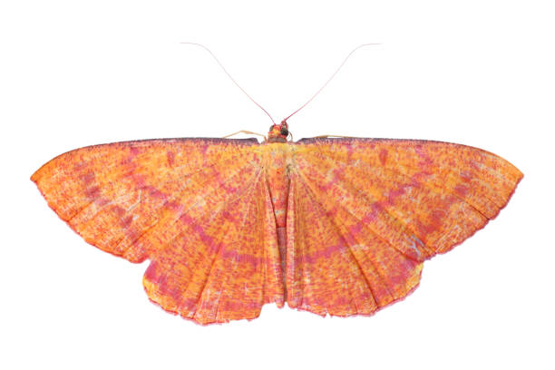 istock brown night butterfly isolated on white background 1305753253