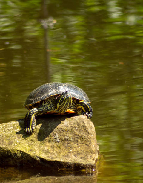 istock an ornamental turtle enjoys the sun's rays 1305754928