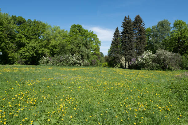 istock Forest glade on a sunny summer day. 1305755900