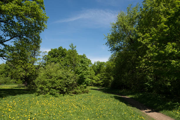 istock Forest glade on a sunny summer day. 1305756632