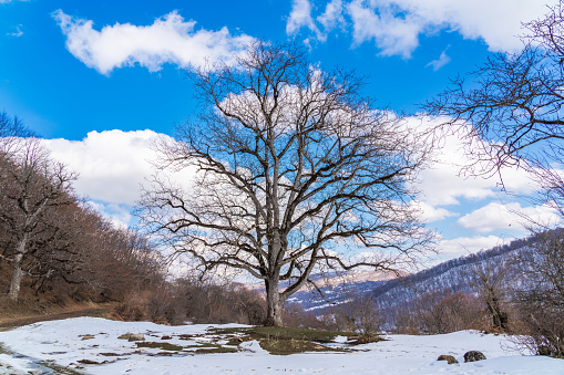 Big bare tree, snow melting, springtime