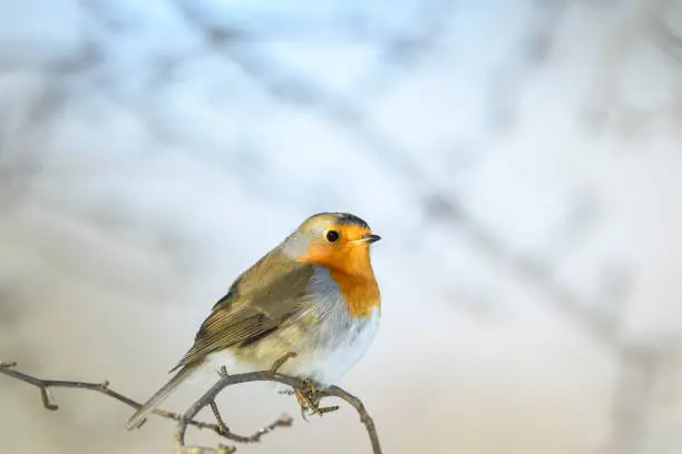 European robin, robin or robin redbreast - Erithacus rubecula, foraging in its natural habitat