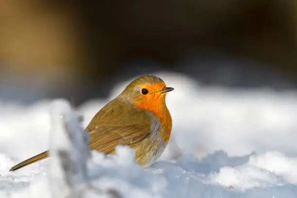 European robin, robin or robin redbreast - Erithacus rubecula, foraging in its natural habitat