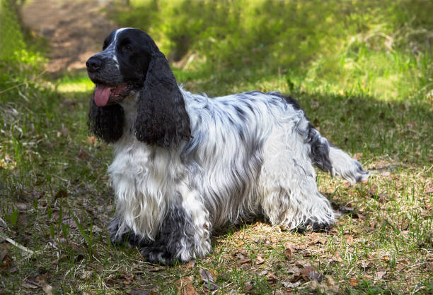 Summer. Wildlife. There is an English Cocker Spaniel on a forest path. The color is blue roan. Great representative of the breed. Dark head with a white stripe. Long black ears. Beautiful, wavy hair. Boy. Young.
