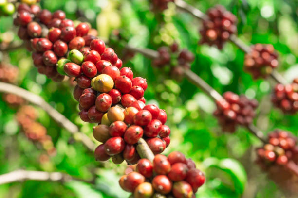 istock Branch of coffee beans 1305762973