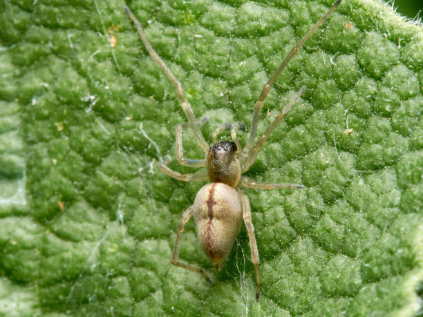 istock Spider of the genus Cheiracanthium 1305763826