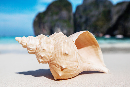 Seashell on the beach of Thailand