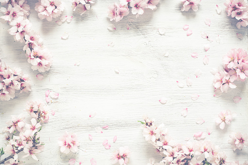 White wood background almond flowers dreams