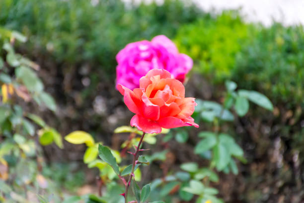 istock red rose flower close up 1305764777