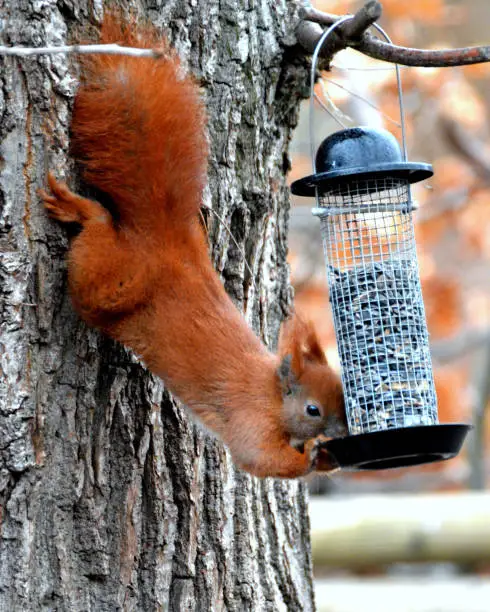 Red Squirrel feeding from birdfeeder.