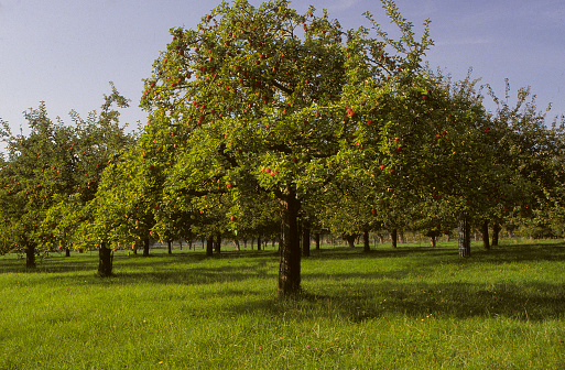 Red delicious apple in apple orchard