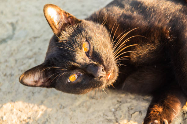 black cat in Thailand Asia